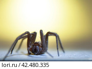 The house spider Tegenaria domestica is a species of spider from the funnel web family (Agelenidae), a close relative of the American house spider Tegenaria agrestis. Стоковое фото, фотограф Evgenii Predibailo / Фотобанк Лори