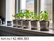 Seedlings of vegetables for planting in the open ground in the garden are grown on the windowsill - preparation for the summer season, subsistence farming. AI generated. Стоковое AI-изображение, AI-художник Ольга Симонова / Фотобанк Лори
