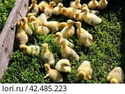 Маленькие гусята. Стоковое фото, фотограф Юлия Сергеевна Купина / Фотобанк Лори