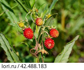 Южный Урал, ягоды земляники (Fragaria vesca) в траве. Southern Urals, strawberries (Fragaria vesca) in the grass. Стоковое фото, фотограф Евгений Романов / Фотобанк Лори