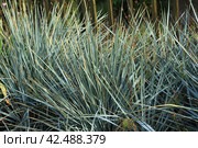 Овсяница (лат. Festuca) Стоковое фото, фотограф Юлия Сергеевна Купина / Фотобанк Лори
