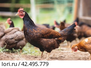 Beautiful brown hen in farm garden. Generate ai. Стоковое AI-изображение, AI-художник Иван Рябоконь / Фотобанк Лори