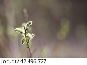 Spring, wallpaper with nature. Tree branches in close-up. New spring foliage appears on the branches. A tree or shrub that is budding. Seasonal forests, blurred background. Стоковое фото, фотограф Photojuli / Фотобанк Лори