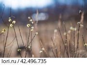Spring, wallpaper with nature. Tree branches in close-up. New spring foliage appears on the branches. A tree or shrub that is budding. Seasonal forests, blurred background. Стоковое фото, фотограф Photojuli / Фотобанк Лори