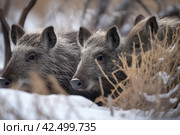 Group of javelina animals in snowy winter season. Generate ai. Стоковое AI-изображение, AI-художник Иван Рябоконь / Фотобанк Лори
