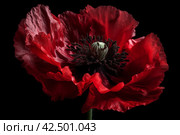 Red poppy flower closeup. Generate Ai. Стоковое AI-изображение, AI-художник Иван Рябоконь / Фотобанк Лори