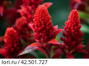 Celosia cristata red flora. Generate Ai. Стоковое AI-изображение, AI-художник Иван Рябоконь / Фотобанк Лори