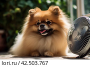 Pomeranian dog cooling off. Generate ai. Стоковое AI-изображение, AI-художник Иван Рябоконь / Фотобанк Лори