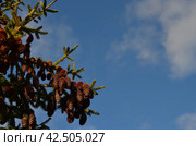 Pine cones on blue sky background. Selective focus with copy space. Стоковое фото, фотограф Ольга Морозова / Фотобанк Лори