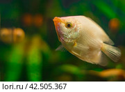 Aquarist, aqua fish. Helostoma temminkii is a species of tropical ray-finned fishes from the suborder labyrinth, allocated to the monotypic family of Helostomatidae. Стоковое фото, фотограф Evgenii Predibailo / Фотобанк Лори