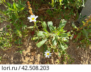 Palestine Chamomile (lat.- Anthemis palaestina) (2024 год). Стоковое фото, фотограф Irina Opachevsky / Фотобанк Лори