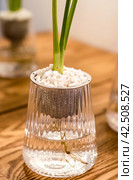 Spathiphyllum cochlearispathum commonly called peace lily growing in water in glass. Стоковое фото, фотограф Татьяна Терехина / Фотобанк Лори