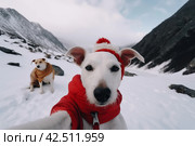 White Jack Russell in red warm clothes selfie portrait. Generate ai. Стоковое AI-изображение, AI-художник Иван Рябоконь / Фотобанк Лори