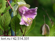 Кобея лазающая (Cobaea scandens, Climbing Cobae ). Цветок крупным планом. Стоковое фото, фотограф Щеголева Ольга / Фотобанк Лори