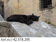 Cute cat relaxing on a sidewalk in the Old Town of Kotor, Montenegro. The cat Felis catus, domestic house cat is domesticated species in the family Felidae. Black cat sleeps on a stone parapet. Стоковое фото, фотограф Юлия Петровская / Фотобанк Лори