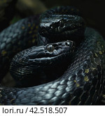 Two black snakes coiled upward, realistic photo.    Generative AI. Стоковое AI-изображение, AI-художник Анна Кривицкая / Фотобанк Лори