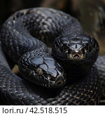 Two black snakes coiled upward, realistic photo.    Generative AI. Стоковое AI-изображение, AI-художник Анна Кривицкая / Фотобанк Лори