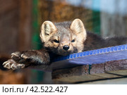 Соболь греется на солнце. Стоковое фото, фотограф Павел Сапрыкин / Фотобанк Лори