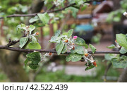 An apple tree branch damaged by the apple blossom beetle (Anthonomus pomorum) and honeyweed (Cacopsylla mali) Стоковое фото, фотограф Ирина Горбачева / Фотобанк Лори