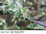 An apple tree branch damaged by the apple blossom beetle (Anthonomus pomorum) and honeyweed (Cacopsylla mali) Стоковое фото, фотограф Ирина Горбачева / Фотобанк Лори