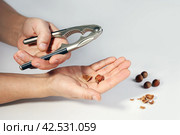 Hand holds pliers for splitting of nut shells, on another palm already chopped hazelnut. Стоковое фото, фотограф Vladimir Vikhrov / Фотобанк Лори