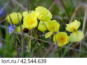 Красивые желтые цветы дикого мака (Papaver macounii). Растения тундры. Цветы, растущие в дикой природе в Арктике. Полевые цветы полярного региона. Природа Сибири и Дальнего Востока. Чукотский полуостров, Чукотка, Россия. Стоковое фото, фотограф Андрей Степанов / Фотобанк Лори