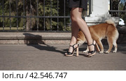 Крупный план женских ног идущей по улице дамы с собакой. Close-up of female legs of an elegant young woman with her red dog is walking along the city street. Steadicam shot. Стоковое видео, видеограф EStarodubov / Фотобанк Лори