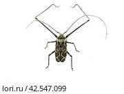 Male Harlequin Beetle Acrocinus longimanus with long mustache and front paws isolated on white. Insects of South America, Mexico, Argentina. Cut out, top view. Стоковое фото, фотограф Константин Григорьев / Фотобанк Лори