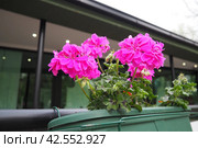 Magenta pink zonal geraniums in design. Pelargonium peltatum is species of pelargonium known by common names Pelargonium grandiflorum. Cranesbill or crane's-bill. Floriculture and horticulture. Стоковое фото, фотограф Юлия Петровская / Фотобанк Лори