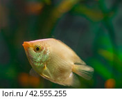 Aquarist, aqua fish. Helostoma temminkii is a species of tropical ray-finned fishes from the suborder labyrinth, allocated to the monotypic family of Helostomatidae. Стоковое фото, фотограф Evgenii Predibailo / Фотобанк Лори