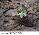 Одинокий подснежник (Galanthus) цветет среди сухих прошлогодних листьев. Стоковое фото, фотограф Наталья Николаева / Фотобанк Лори