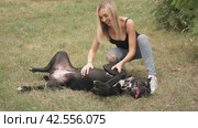 Young woman strokes the belly of a dog lying on a grassy lawn. Slow motion. Стоковое видео, видеограф EStarodubov / Фотобанк Лори