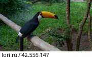 A beautiful Big Toucan Ramphastos toco sits on a perch in a tropical park. An exotic bird with black and white plumage, a huge orange beak, and blue eyes. Side view. Brazil. Bird Park. Foz do Iguazu. Стоковое фото, фотограф Вера Ивановна Кубарева / Фотобанк Лори