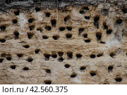 Swift nests. Стоковое фото, фотограф Винокуров Александр / Фотобанк Лори