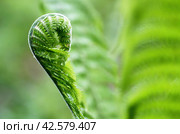 Новый побег папоротника (lat. Polypodiophyta) на зеленом фоне. Стоковое фото, фотограф Лариса Гордеева / Фотобанк Лори