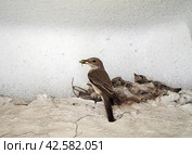A gray flycatcher brought an insect to its chicks. The chicks are sitting in the nest and waiting for food. Background with a gray flycatcher feeding its chicks. Стоковое фото, фотограф Бузмакова Светлана / Фотобанк Лори