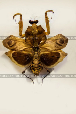 Dead Leaf Mantis (Deroplatys desiccata Westwood)/  Богомол из Юго-Восточной Азии. Стоковое фото, фотограф Iva Noel / Фотобанк Лори