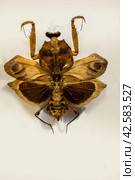 Dead Leaf Mantis (Deroplatys desiccata Westwood)/  Богомол из Юго-Восточной Азии. Стоковое фото, фотограф Iva Noel / Фотобанк Лори