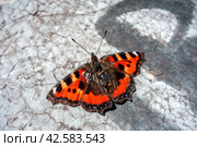 Burdock butterfly dries its wings on the cracked surface. Стоковое фото, фотограф Iva Noel / Фотобанк Лори