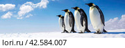 A horizontal banner with four emperor penguins on a background of blue sky, clouds and white snow. Стоковое AI-изображение, AI-художник Ярославский Максим / Фотобанк Лори