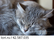 Gray Cat. Стоковое фото, фотограф Pavel Kozyatnik / Фотобанк Лори
