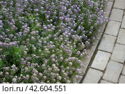 Алиссум вдоль садовой дорожки. Стоковое фото, фотограф Елена Орлова / Фотобанк Лори