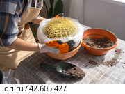 Repotting overgrown home plant large spiny cactus Echinocactus Gruzoni into new bigger pot. A woman in protective gloves wraps a cactus with a bubble wrap so as not to prick herself. Стоковое фото, фотограф Ольга Симонова / Фотобанк Лори