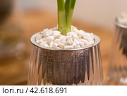 Spathiphyllum cochlearispathum commonly called peace lily growing in water in glass. Стоковое фото, фотограф Татьяна Терехина / Фотобанк Лори