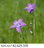 Колокольчик раскидистый (лат. Campanula patula) крупным планом. Стоковое фото, фотограф Елена Коромыслова / Фотобанк Лори