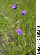 Колокольчик раскидистый (лат. Campanula patula) цветет на лугу. Стоковое фото, фотограф Елена Коромыслова / Фотобанк Лори