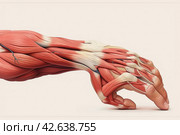Human arm and hand showing muscles and tendons. Isolated on white background. Стоковое AI-изображение, AI-художник Юрий Поздников / Фотобанк Лори