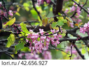 Blooming Judas tree (lat.- Cercis siliquastrum) Стоковое фото, фотограф Irina Opachevsky / Фотобанк Лори