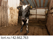 Корова зимним днем в стойле. Стоковое фото, фотограф Pukhov K / Фотобанк Лори
