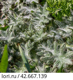 Cotton Thistle. Стоковое фото, фотограф Любовь Назарова / Фотобанк Лори